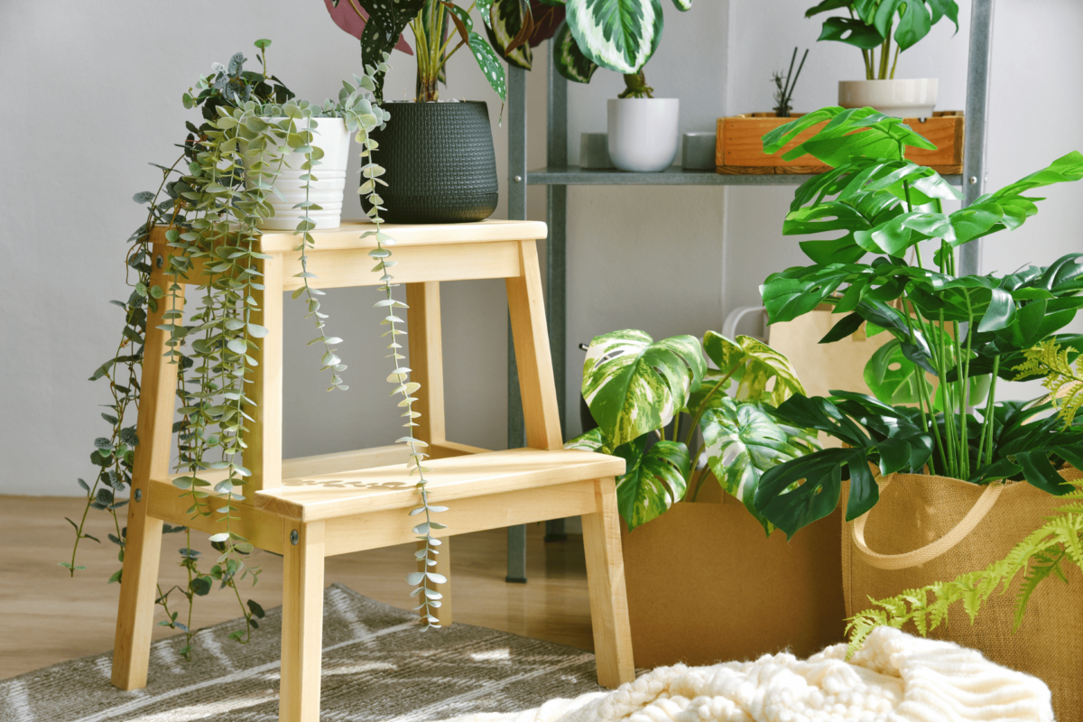 Dale un toque verde a tu hogar: Guía para decorar con plantas