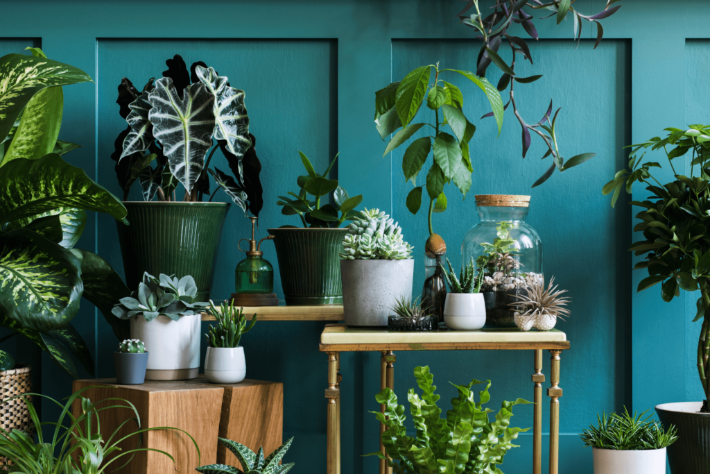 Tips para decorar tu hogar con plantas (AdobeStock)