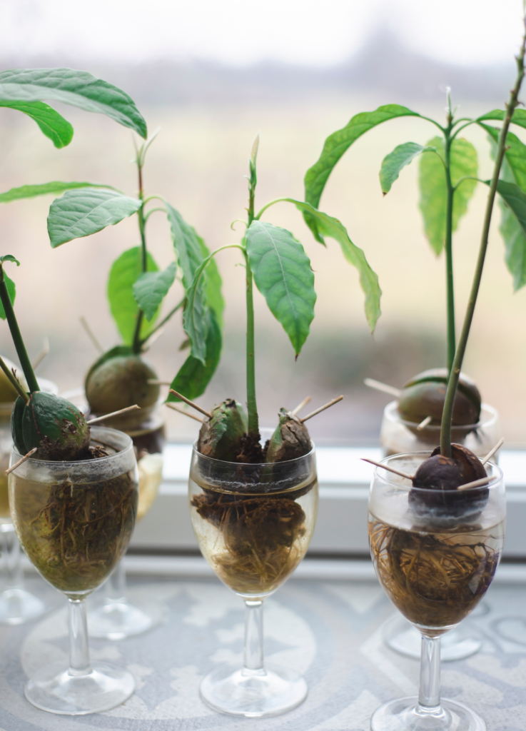 ¿Cómo plantar aguacates en casa? (Envato)